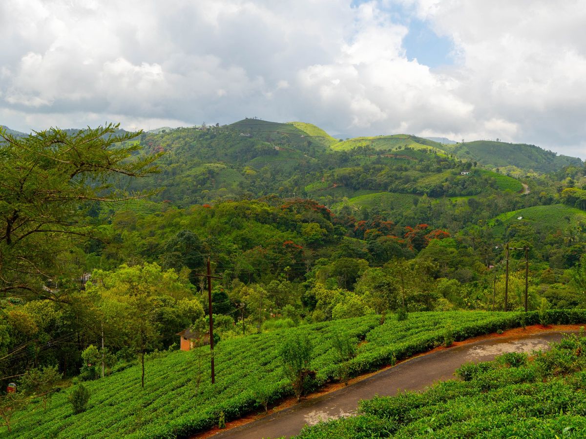 Tea bushes and a winding estate road below Zen Garden Vagamon with green hills beyond